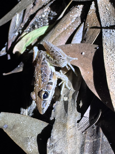 Litoria observed 2026-10-29