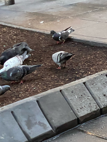 Rock Pigeon