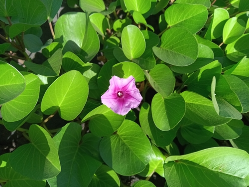 Ipomoea pes-caprae observed 2026-10-29