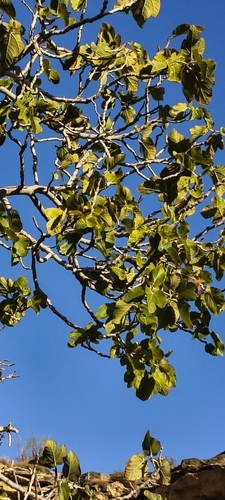 Ficus observed 2026-10-29