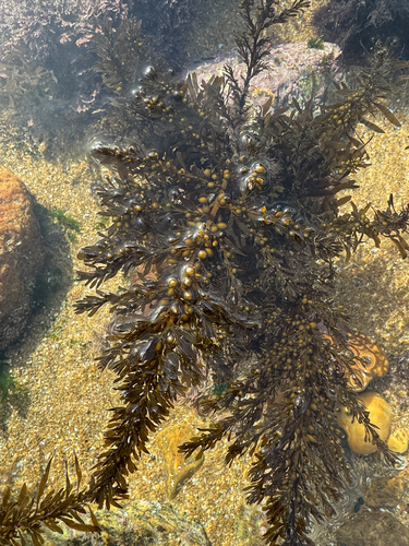Sargassum observed 2026-10-29