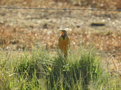 Macronyx capensis colletti