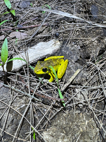 Litoria observed 2026-10-29