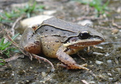 Leptodactylus notoaktites
