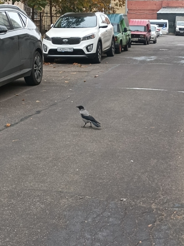 Corvus observed 2026-10-29