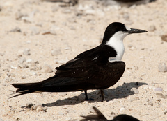 Onychoprion fuscatus