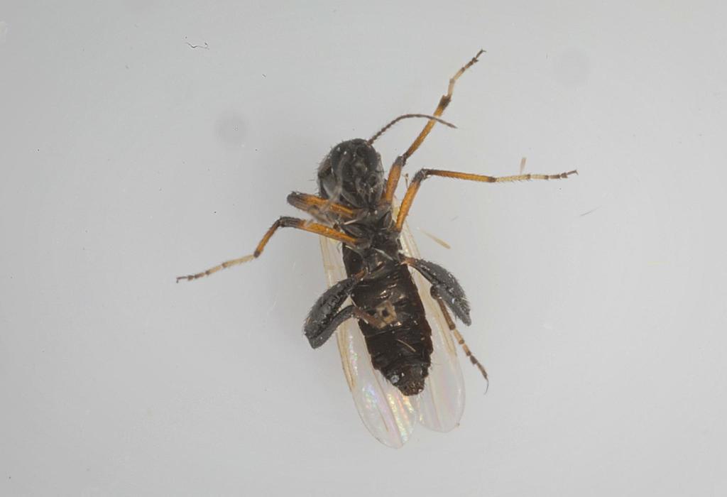 Biting midge