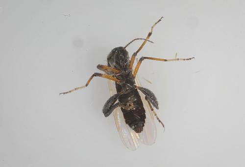 Biting midge