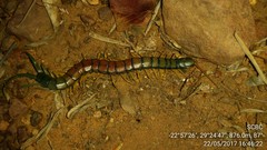 Scolopendra morsitans