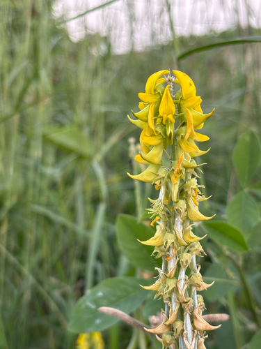 Crotalaria pallida observed 2026-10-29