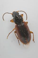Stenolophus mixtus