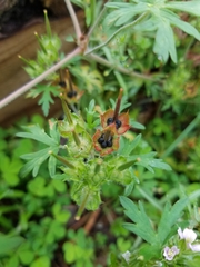 Geranium bicknellii