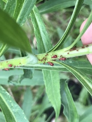 Uroleucon nigrotuberculatum