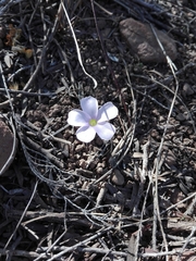 Oxalis fibrosa