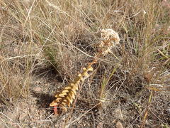 Crassula capitella meyeri