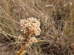 Crassula capitella meyeri