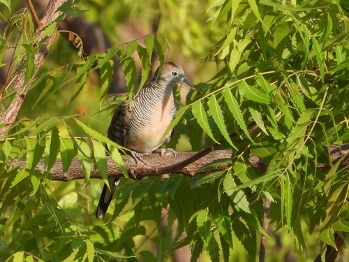 Geopelia striata observed 2026-10-29