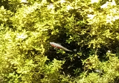 Gasterosteus aculeatus