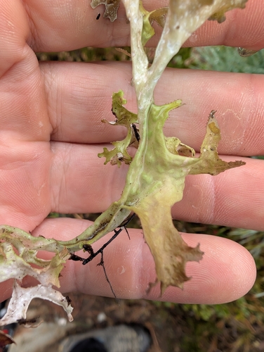 Cetraria islandica observed 2026-10-29