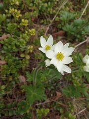 Anemonastrum biarmiense