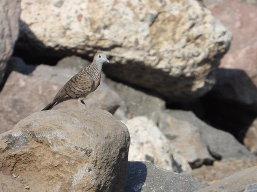 Geopelia striata observed 2026-10-29