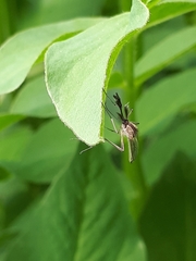 Ochlerotatus