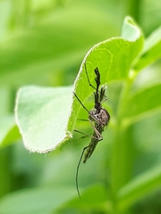 Ochlerotatus