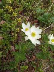 Anemonastrum biarmiense