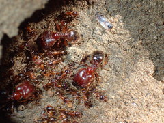 Pheidole caffra