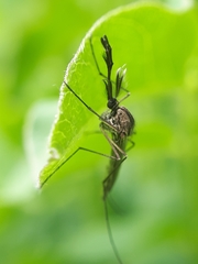Ochlerotatus
