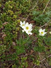 Anemonastrum biarmiense