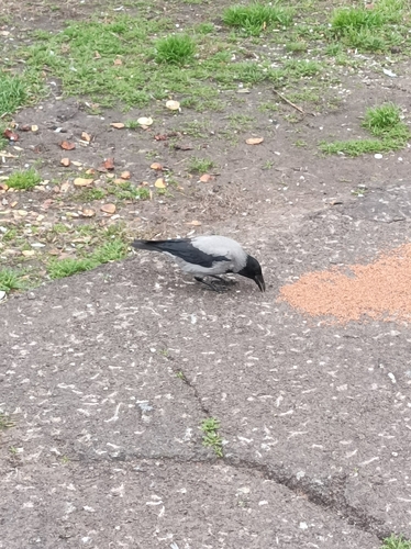 Corvus observed 2026-10-29