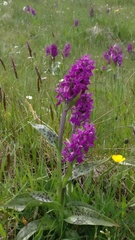Dactylorhiza majalis