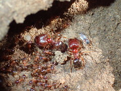 Pheidole caffra