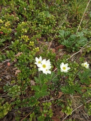 Anemonastrum biarmiense