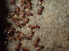 Pheidole caffra
