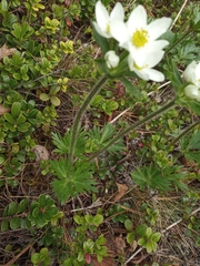 Anemonastrum biarmiense