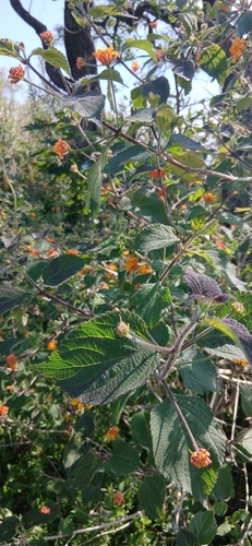 Lantana camara observed 2026-10-29