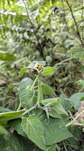 Physalis peruviana observed 2026-10-29