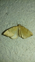 Gandaritis pyraliata