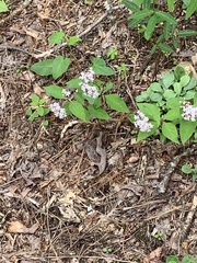 Asclepias quadrifolia