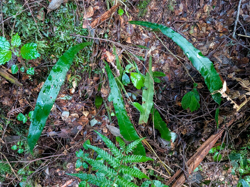 Austroblechnum patersonii observed 2026-10-06