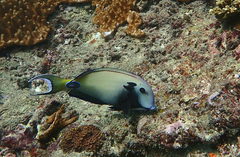 Acanthurus tennentii