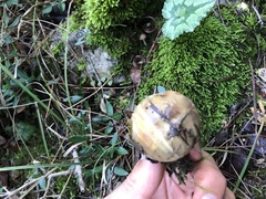 Suillus bellinii