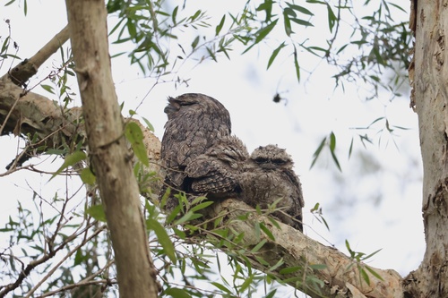 Tawny Frogmouth