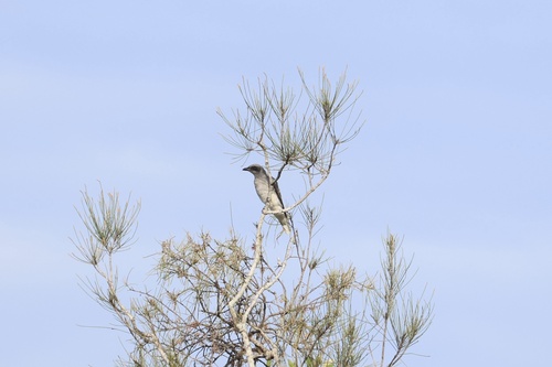 Black-faced Cuckooshrike