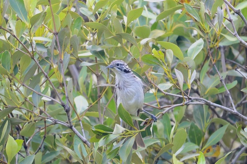Striped Honeyeater