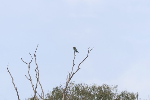 Eurystomus orientalis observed 2026-10-29