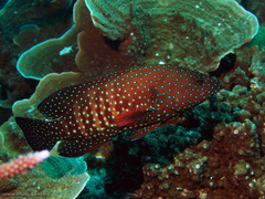 Cephalopholis cyanostigma