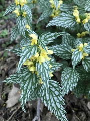 Lamium galeobdolon flavidum